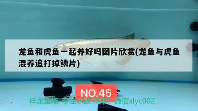 龍魚和虎魚一起養好嗎圖片欣賞(龍魚與虎魚混養追打掉鱗片)