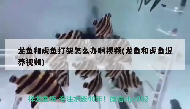 龍魚(yú)和虎魚(yú)打架怎么辦啊視頻(龍魚(yú)和虎魚(yú)混養(yǎng)視頻)