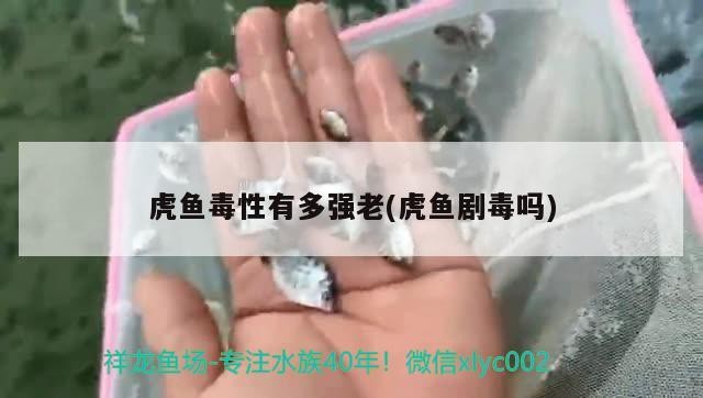 虎魚毒性有多強老(虎魚劇毒嗎)