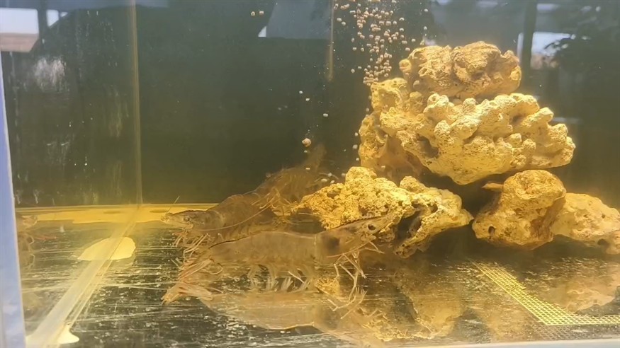 玻璃缸里養蝦第二天 玻璃缸里養蝦第二天 龍魚論壇