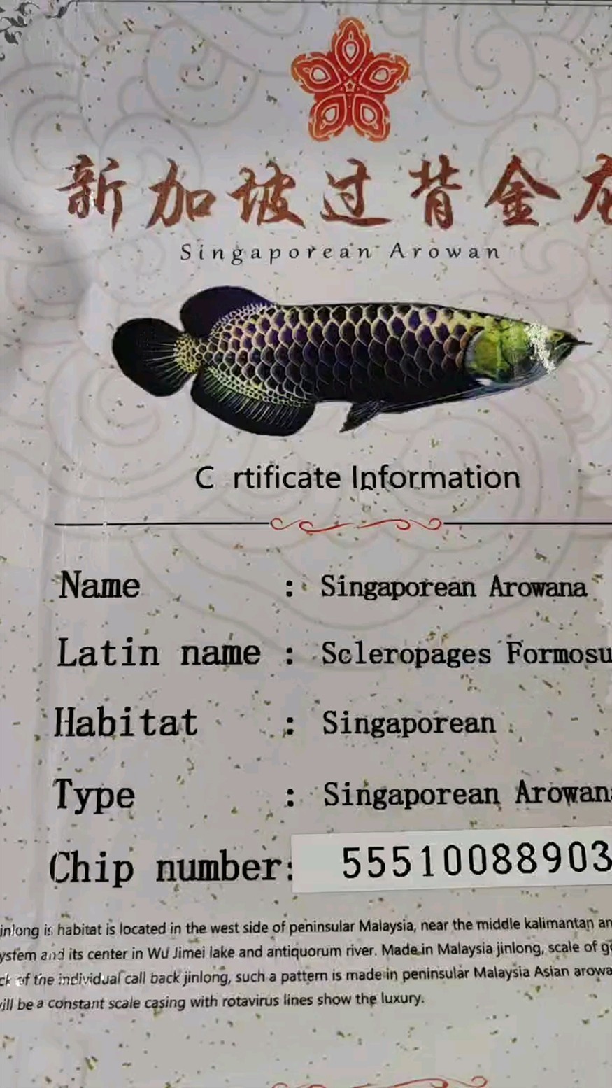 新加坡藍(lán)底過背