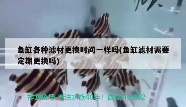 魚缸各種濾材更換時(shí)間一樣嗎(魚缸濾材需要定期更換嗎)