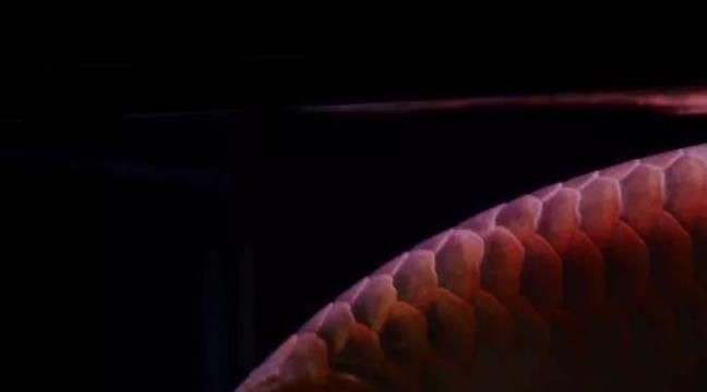 紅龍魚活餌選擇技巧：如何選擇適合紅龍魚的活餌 紅龍魚活餌選擇技巧：如何選擇適合紅龍魚的活餌 紅龍魚百科 第4張