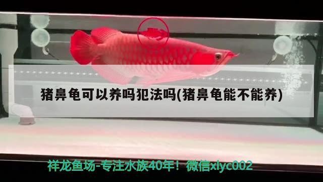 飼料 豬鼻龜可以養嗎犯法嗎(豬鼻龜能不能養) 豬鼻龜百科 豬鼻龜可以養嗎犯法嗎(豬鼻龜能不能養) 豬鼻龜可以養嗎犯法嗎(豬鼻龜能不能養) 豬鼻龜百科