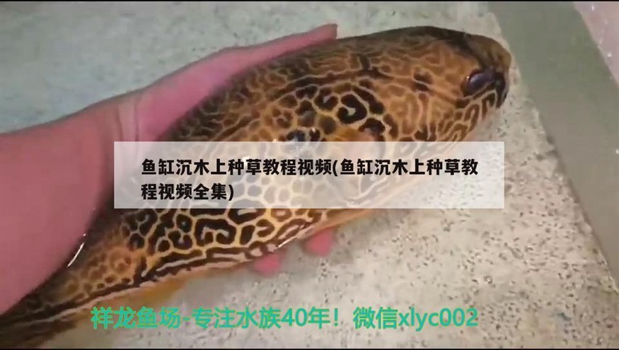 魚缸沉木上種草教程視頻(魚缸沉木上種草教程視頻全集)