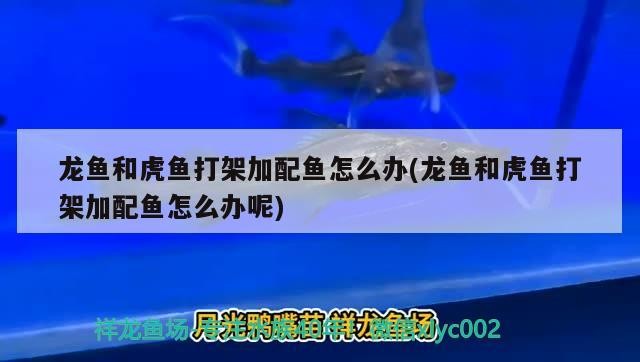 龍魚和虎魚打架加配魚怎么辦(龍魚和虎魚打架加配魚怎么辦呢)
