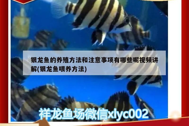 銀龍魚的養殖方法和注意事項有哪些呢視頻講解(銀龍魚喂養方法)