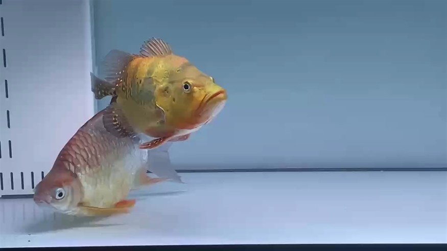 特殊個體