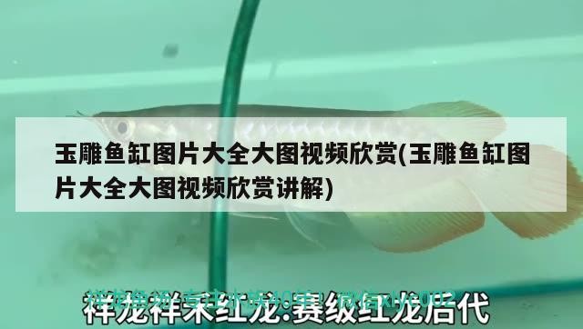 玉雕魚缸圖片大全大圖視頻欣賞(玉雕魚缸圖片大全大圖視頻欣賞講解)
