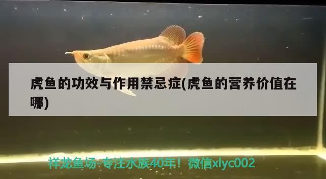 小型魚 虎魚的功效與作用禁忌癥(虎魚的營養價值在哪) 虎魚百科 虎魚的功效與作用禁忌癥(虎魚的營養價值在哪) 虎魚的功效與作用禁忌癥(虎魚的營養價值在哪) 虎魚百科