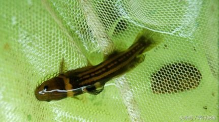 超白魚缸三線五線區(qū)別大嗎：超白魚缸三線和五線的區(qū)別