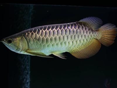 新加坡半號紅龍魚是什么魚：新加坡半號紅龍魚