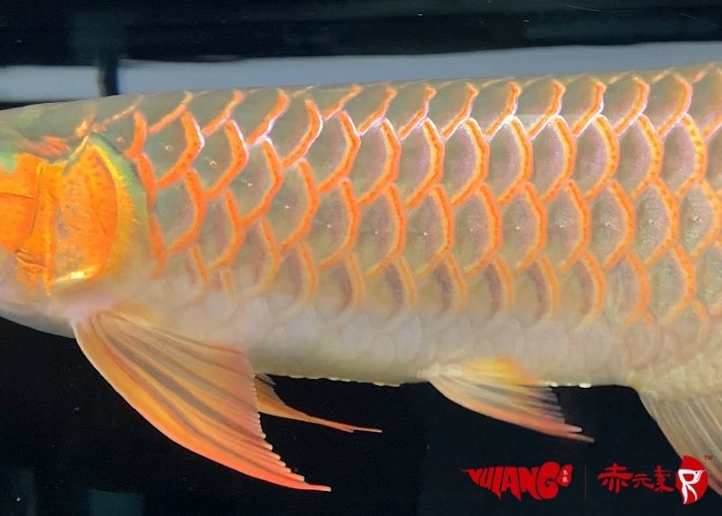 經典綠皮辣椒