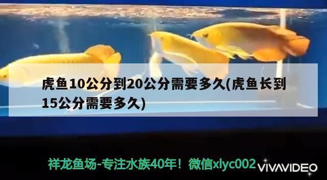 虎魚10公分到20公分需要多久(虎魚長到15公分需要多久)