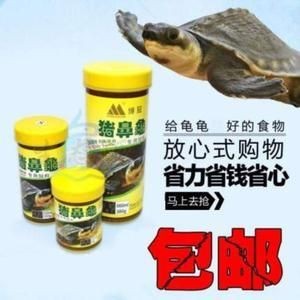 豬鼻龜腐鼻怎么治：豬鼻龜爛甲腐皮怎么治