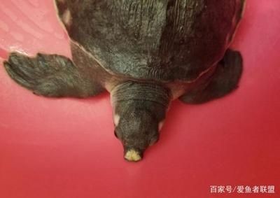 豬鼻龜腐鼻怎么治：豬鼻龜爛甲腐皮怎么治