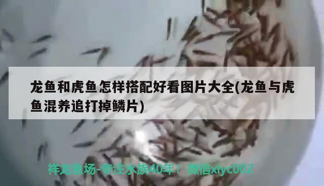 龍魚和虎魚怎樣搭配好看圖片大全(龍魚與虎魚混養追打掉鱗片)