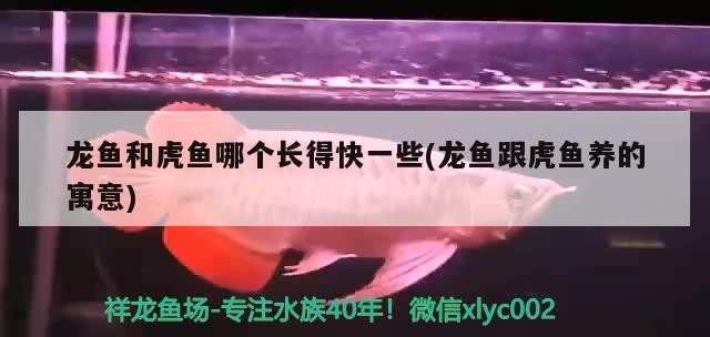 龍魚和虎魚哪個長得快一些(龍魚跟虎魚養(yǎng)的寓意)