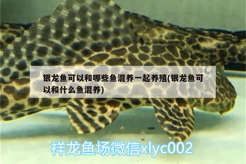 銀龍魚可以和哪些魚混養(yǎng)一起養(yǎng)殖(銀龍魚可以和什么魚混養(yǎng))