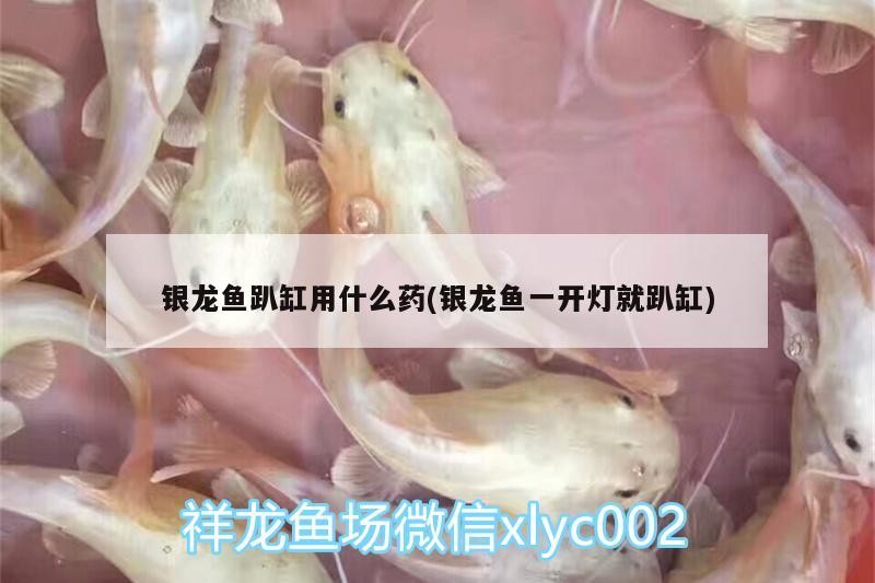 銀龍魚趴缸用什么藥(銀龍魚一開燈就趴缸)