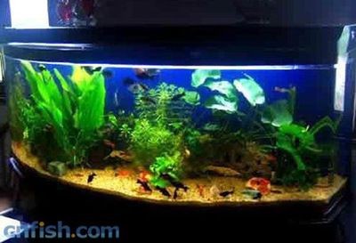 成品魚缸和定制魚缸哪個安全點：如何選擇適合自己的魚缸