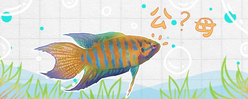 中國斗魚怎么分辨公母公母能一起養嗎