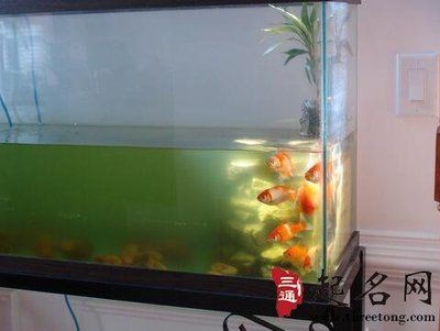 財位上放魚缸養魚好不好：財位上放魚缸養魚有什么風水禁忌？