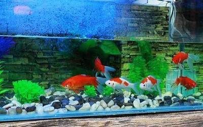 財位上放魚缸養魚好不好：財位上放魚缸養魚有什么風水禁忌？