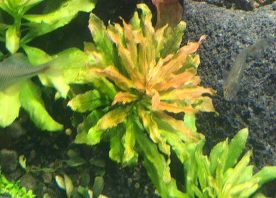 北方魚缸水草怎么養殖：北方養殖魚缸水草需要注意什么？