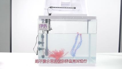 北方魚缸水草怎么養殖：北方養殖魚缸水草需要注意什么？