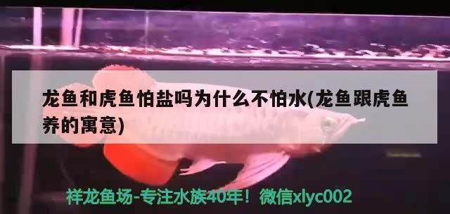 龍魚和虎魚怕鹽嗎為什么不怕水(龍魚跟虎魚養的寓意)