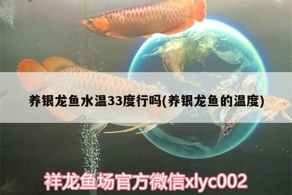 養(yǎng)銀龍魚(yú)水溫33度行嗎(養(yǎng)銀龍魚(yú)的溫度)