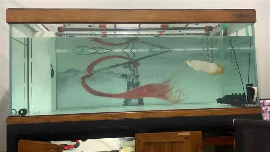 每次都是半夜換水 每次都是半夜換水 龍魚論壇