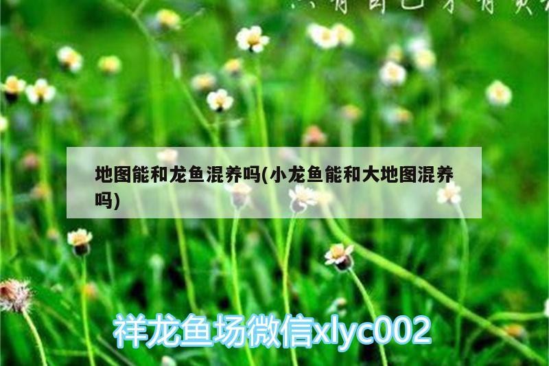 金龍魚長啥樣子（藍底金龍魚發色過程記錄）