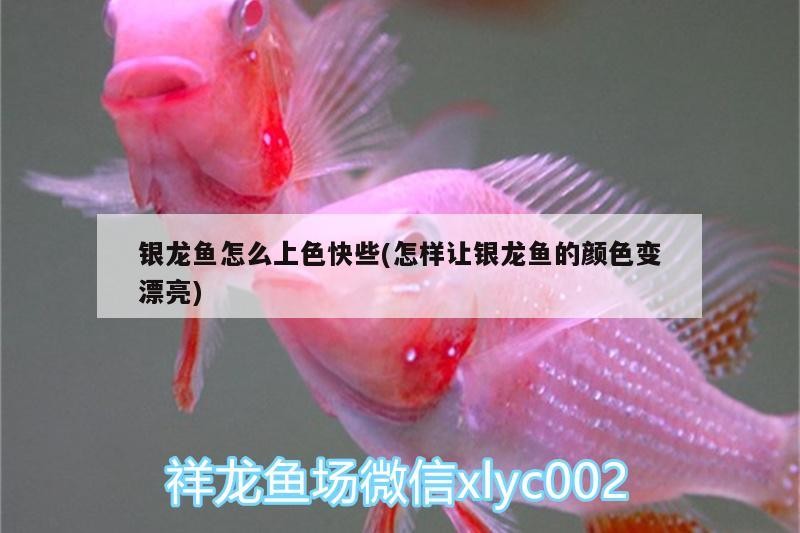 銀龍魚怎么上色快些(怎樣讓銀龍魚的顏色變漂亮)
