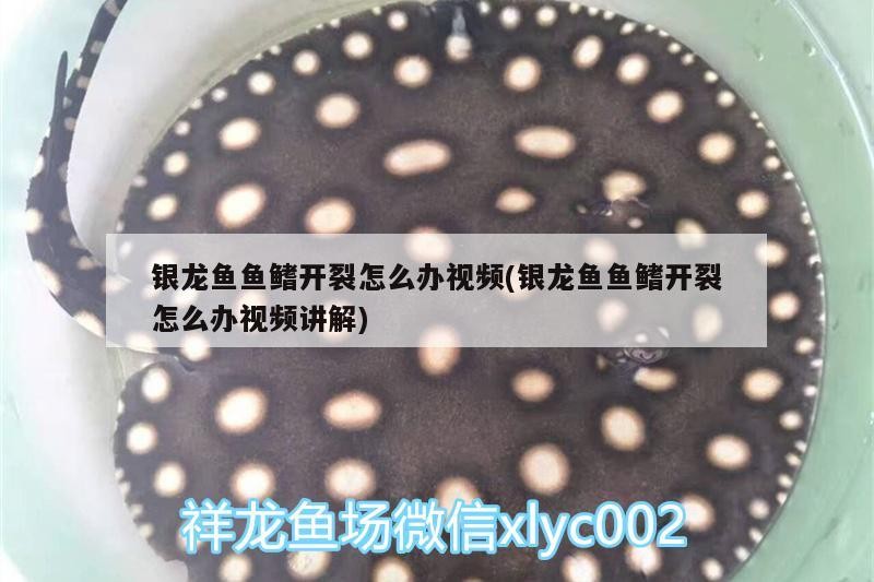 銀龍魚魚鰭開裂怎么辦視頻(銀龍魚魚鰭開裂怎么辦視頻講解)
