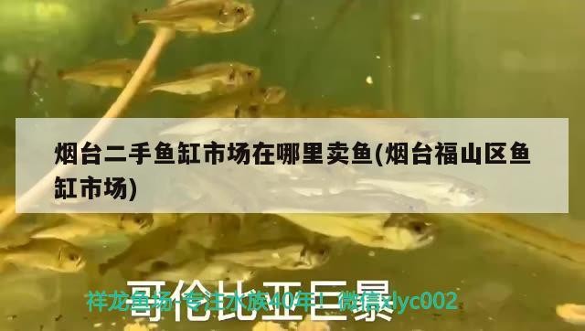 煙臺二手魚缸市場在哪里賣魚(煙臺福山區魚缸市場)
