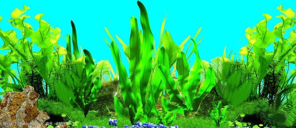 白色魚缸背景圖高清：如何選擇合適的白色魚缸背景圖