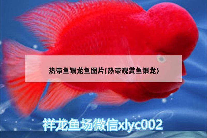 熱帶魚銀龍魚圖片(熱帶觀賞魚銀龍)