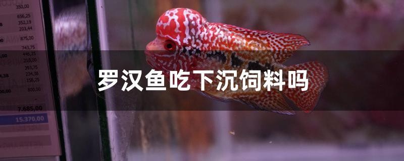 羅漢魚吃下沉飼料嗎