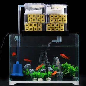 紅龍魚45公分需要多大魚缸？（紅龍魚的飼養環境配置）