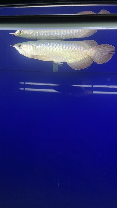 有請大神們幫忙看一下愛魚。