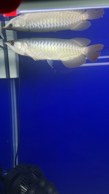 有請大神們幫忙看一下愛魚。
