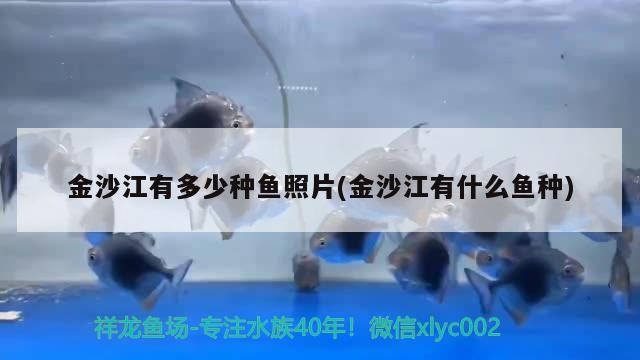 金沙江有多少種魚照片(金沙江有什么魚種)