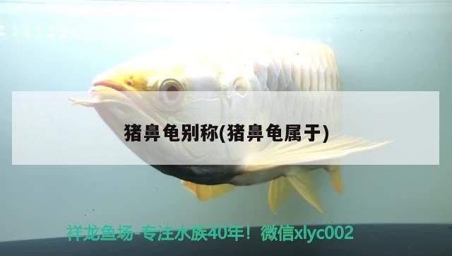豬鼻龜別稱(豬鼻龜屬于)