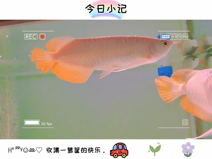 龍巔圈選紅龍成長記（3）95