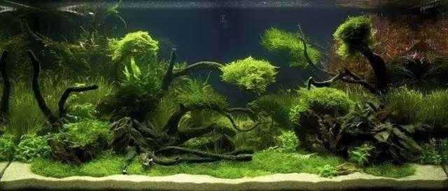 滄州哪里有定做魚缸的廠家地址電話（滄州哪里有定做魚缸的廠家地址電話號碼）