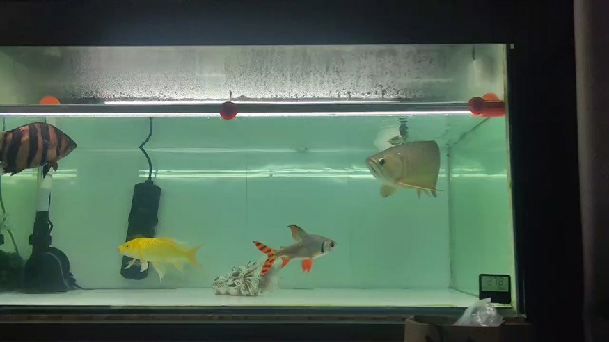 聽取了魚友的建議，更換白底，換完以后整體魚要干凈很多，但是總覺得沒黑底的金質(zhì)了[ciya]，先養(yǎng)著，看看能不能繼續(xù)有點(diǎn)爬背的起色，謝謝了。
