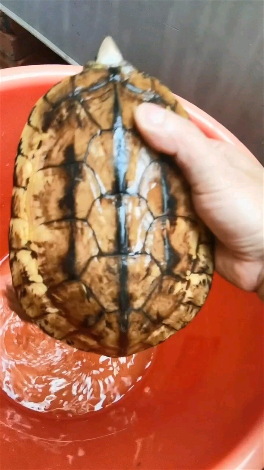 變異白肉金錢龜強公