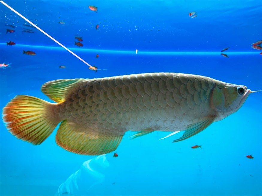想賣掉龍魚